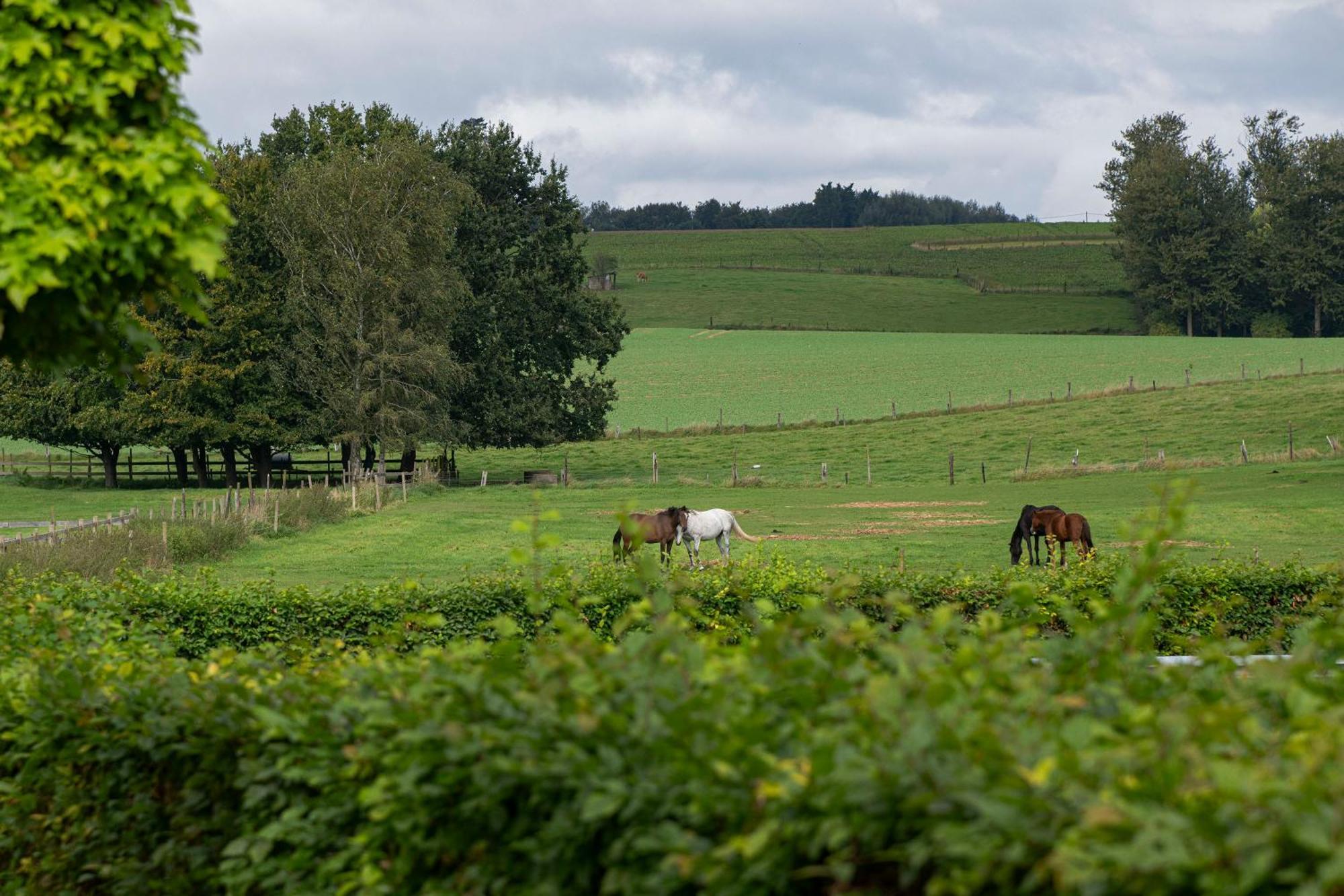 B&B Bertem Natuur Zewnętrze zdjęcie