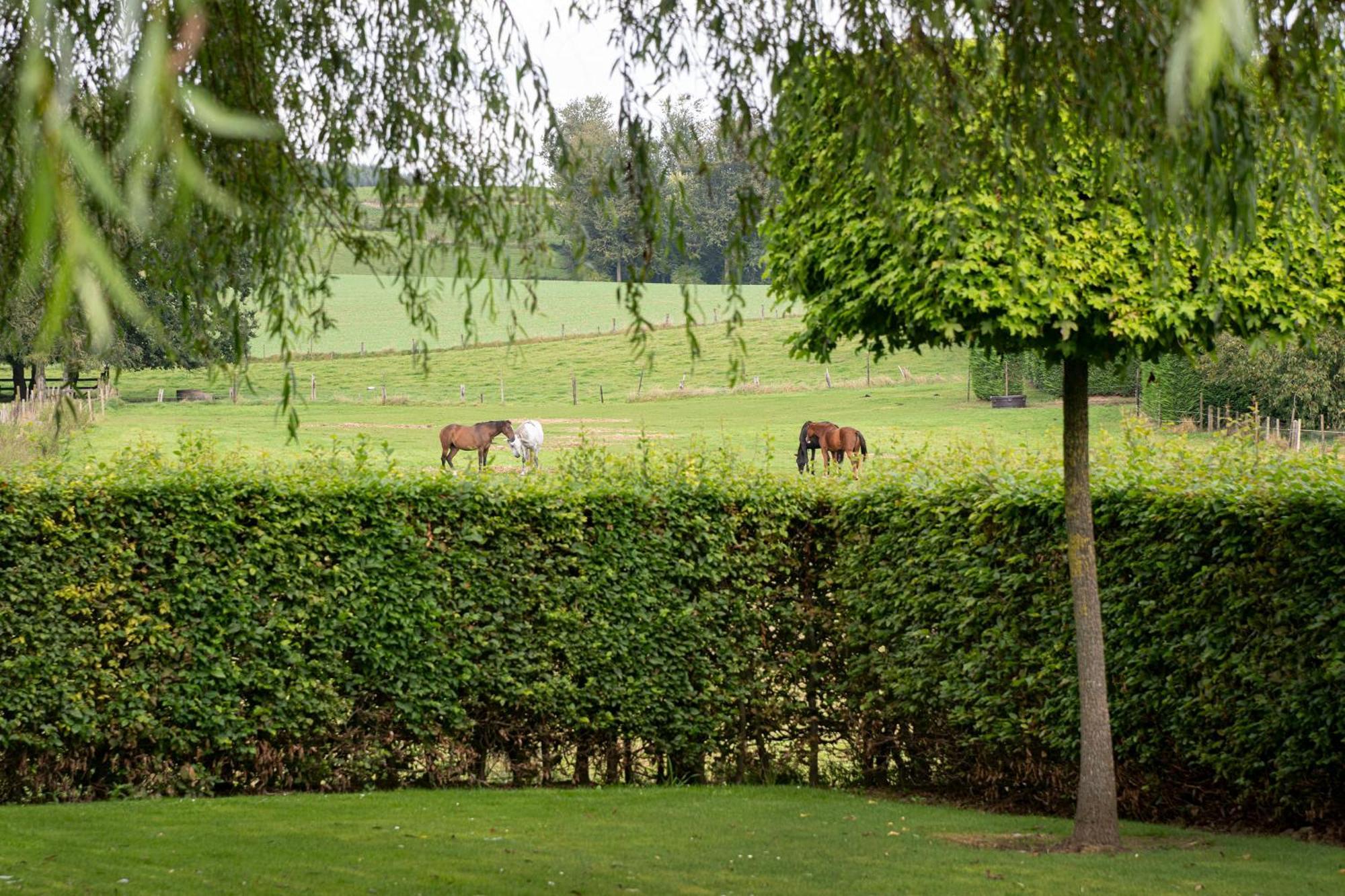 B&B Bertem Natuur Zewnętrze zdjęcie